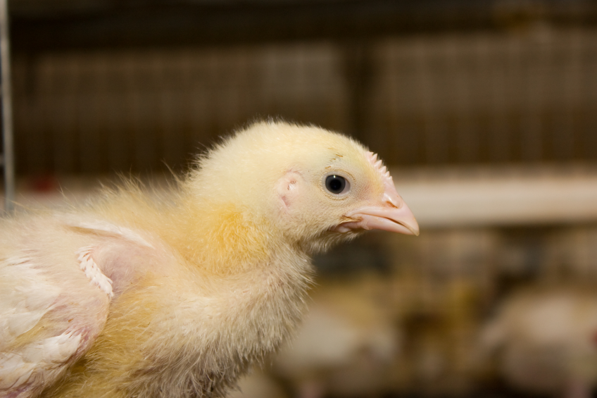 US poultry and egg exports set records in 2014
