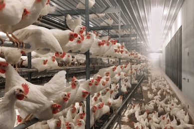 Cost differential between cage-free laying systems Photo: Vencomatic Group