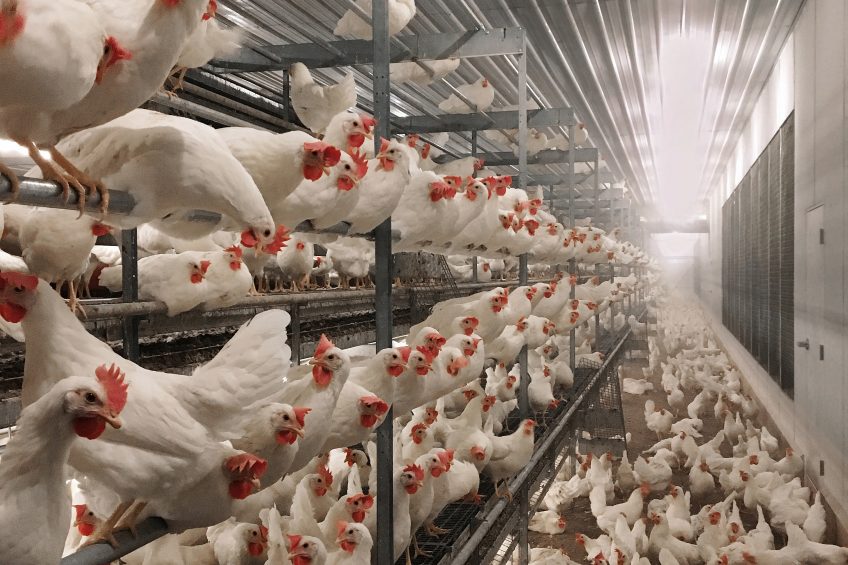Cost differential between cage-free laying systems Photo: Vencomatic Group