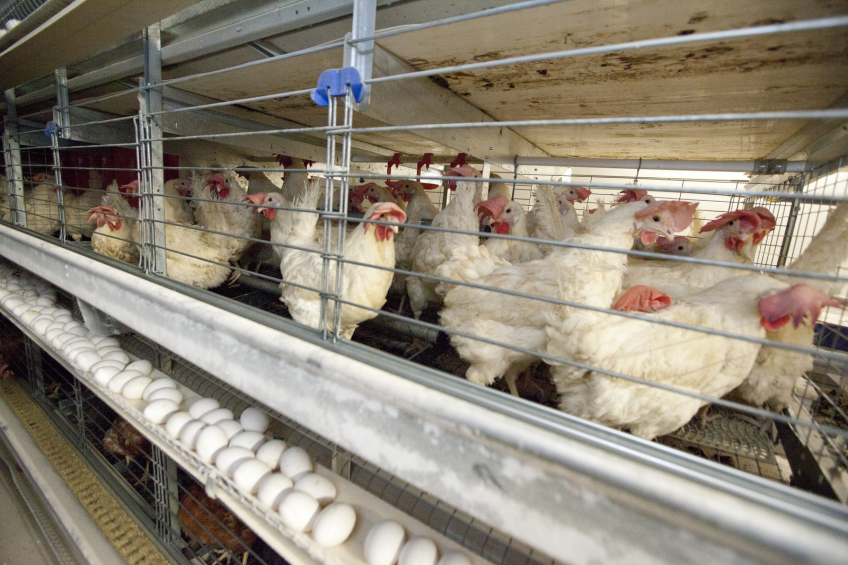 Russia produces more, imports less poultry