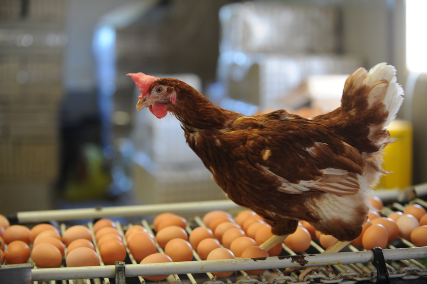 Improved performance and stronger egg shells are some of the traits enhanced by chelated trace minerals. [Photo: World Poultry]