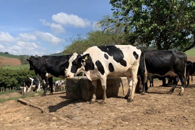 Dairy cattle in Minas Gerias, Brazil. Photo: Daniel Azevedo