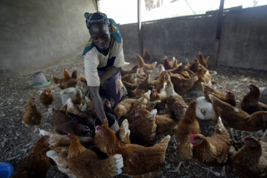 A poultry attendant feeds some birds in Kilankwa district of Abuja, Nigeria.<em> Photo: AFP