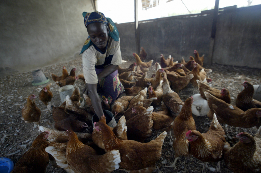 A poultry attendant feeds some birds in Kilankwa district of Abuja, Nigeria.<em> Photo: AFP