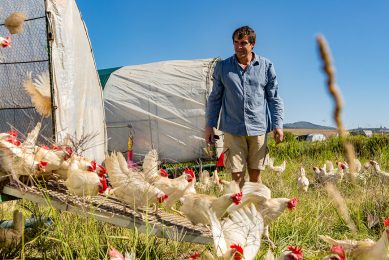 Farmer Angus  chickens live in Eggmobiles which are opened each morning to let the birds roam free during the day.