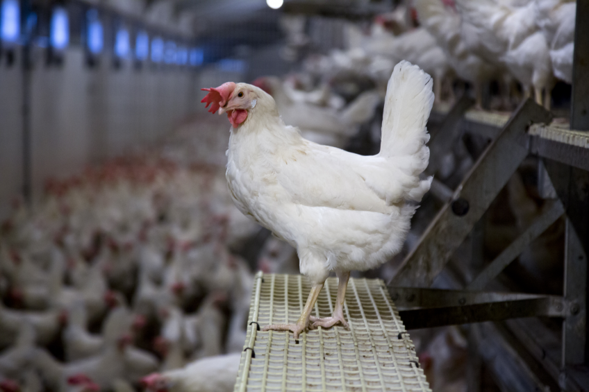 US cuts poultry export forecast due to H5N2