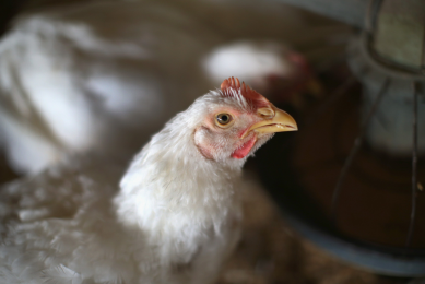 New research uncovers poultry resistant to AI