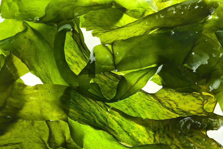 Algae potential to cut antibiotics. Photo: Shutterstock
