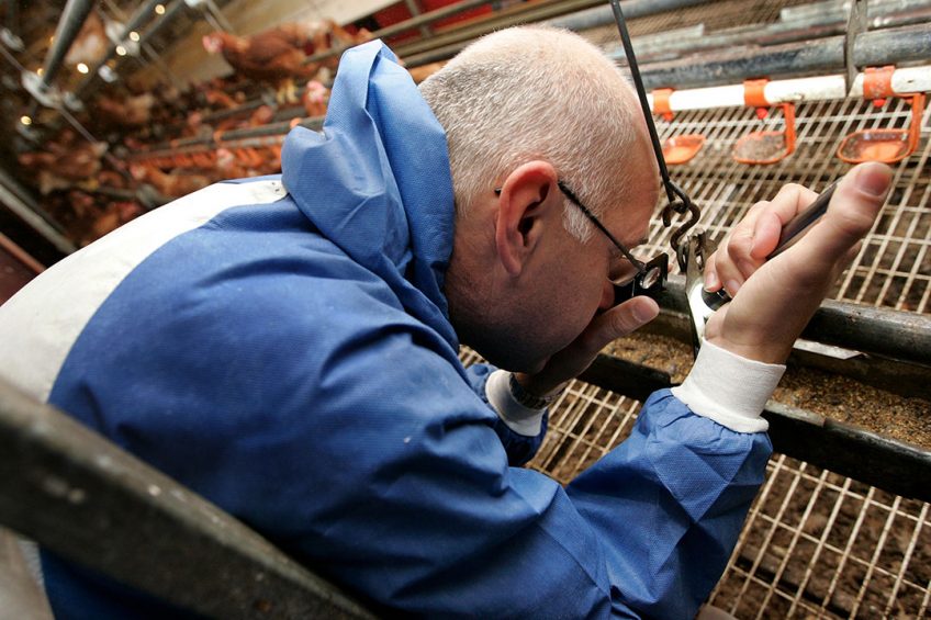 Infestation of hen houses with poultry red mites is a major animal welfare and economic problem for the egg-producing industry internationally. Photo: Marcel van Hoorn
