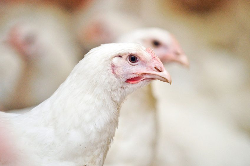 Evolution of Marek s disease in poultry - secrets revealed. Photo: Shutterstock