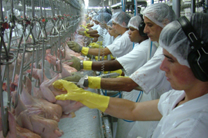 US poultry facilities awarded for safety performance