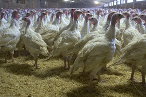 Wet litter costing turkey producers dearly
