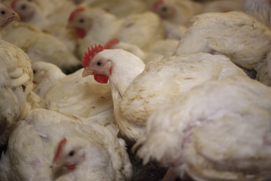 Control of fat deposition in broilers. Photo: Hans Prinsen