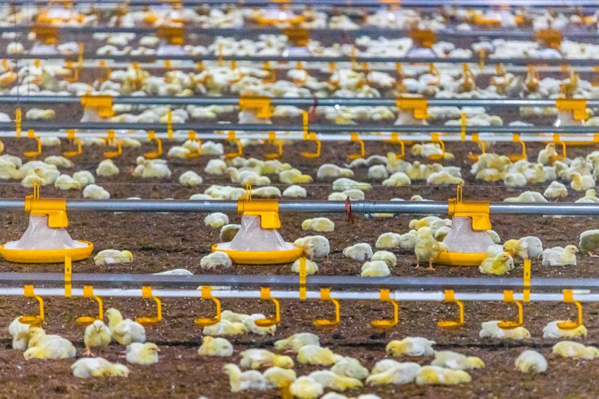 The broilers at Tiina Varho-Lankinen's farm have been raised without any antibiotics at all for the last decade. Photo: Jorma Heikkila