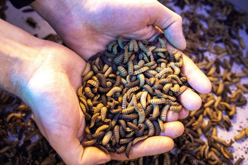 Fly larvae provide an endless resource that can be grown on both food and farm waste. Photo: Dennis Wisse