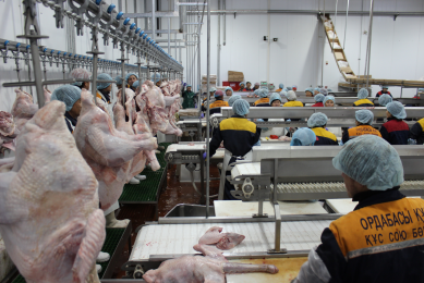 Kazakhstan poultry farms are seeing the strongest development of all countries in Central Asia [Photo: photos: Vladislav Vorotnikov]