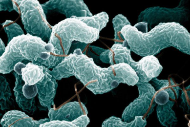 BBC report highlights rise in campylobacter incidences