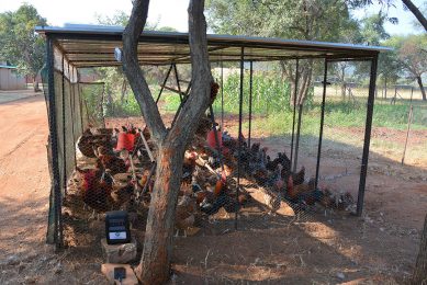 The chicken coop programme offered by Mike is proving very popular among African farmers. Photo: Boschveld