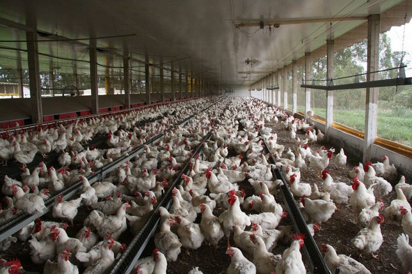Brazil's poultry sector represents 24% of livestock GDP  indoor farms  and 8% of labour market in the country. Photo: Fabian Brockotter