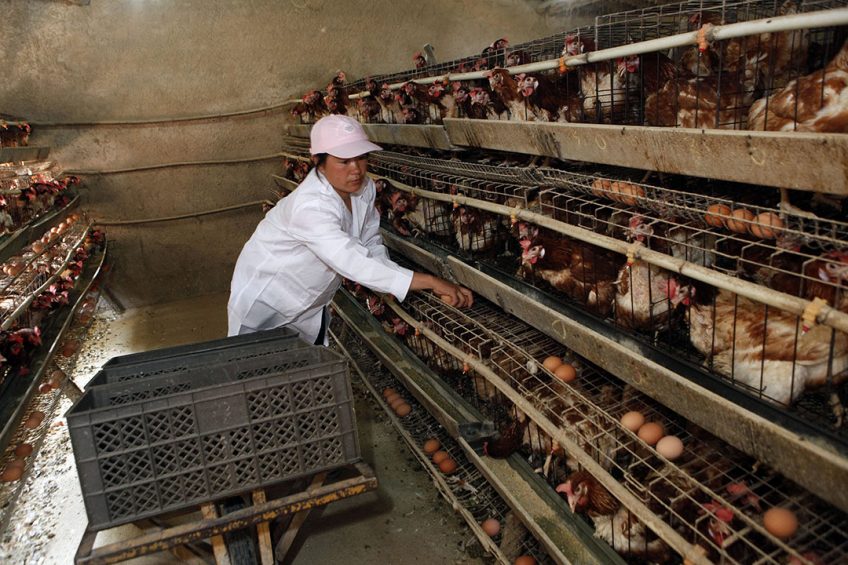For the best hatching results, the fertile eggs produced need to be collected frequently and the eggs transferred to an egg holding facility where the egg temperature is required to be kept at 24°C. Photo: Henk Riswick