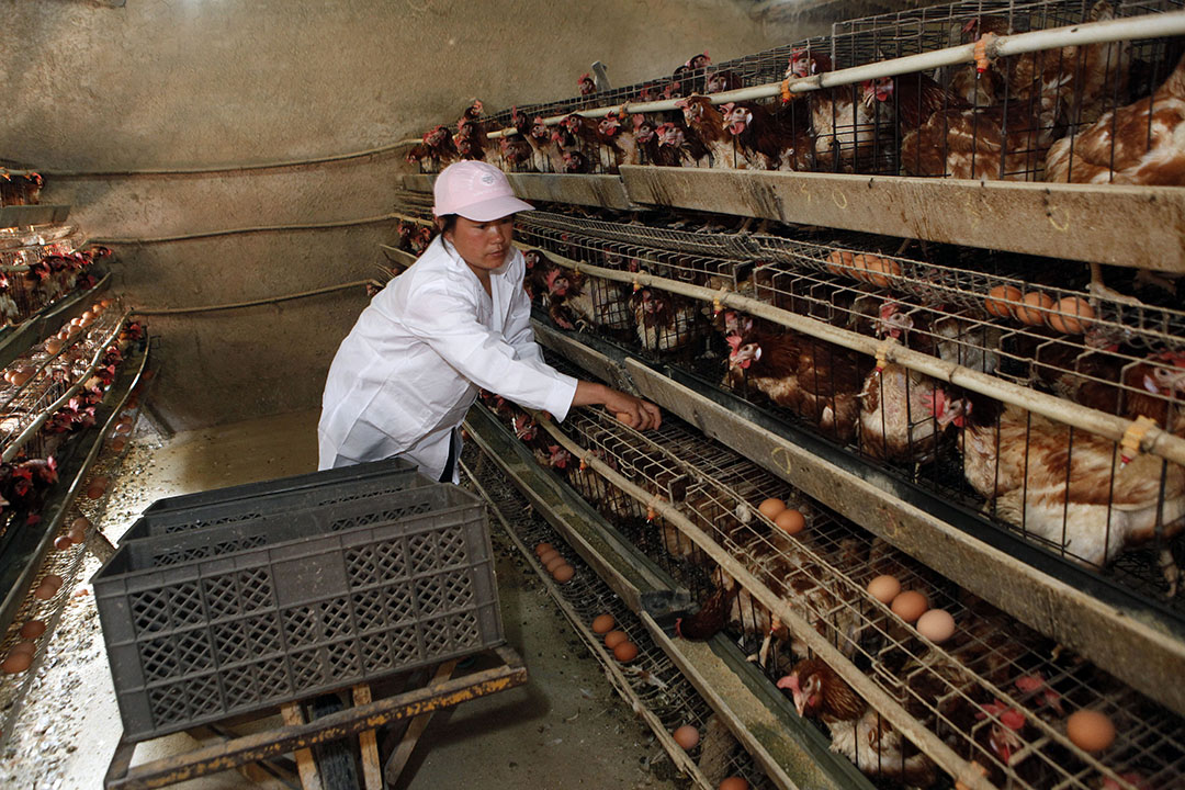 III. Factors to Consider in Developing a Vaccination Schedule for Healthy Hens
