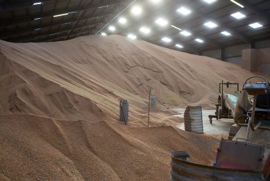 The feed costs follow the price dynamics on the global grain market, making domestic grains in Kazakhstan far too expensive to produce eggs and poultry meat at a reasonable price level for national consumption. Photo: Peter Roek