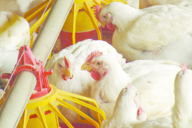 Overcoming the vicious cycle of enteritis in broilers. Photo: Alf Ribeiro