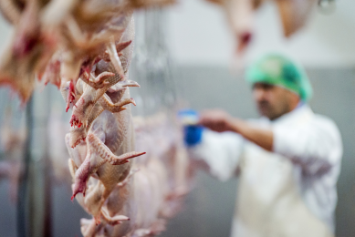 Belarus to expand its poultry export to the EU