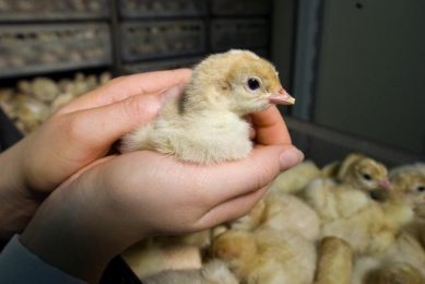 Lessons for poultry producers on disease preparedness. Photo: Alltech