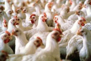 FAO supports Liberian poultry farmers