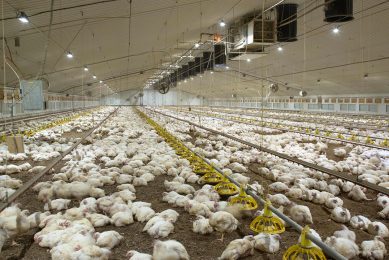Thanks to the Epikur project about 2% of poultrymeat on the Ukrainian market is produced without any use of in-feed antibiotics. Photo: Tim Scrivener