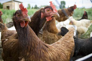 Breeding hens culled in Spanish LPAI outbreak