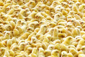 Chick temperature crucial in first days