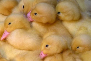 Large duck farm to be built in Ukraine