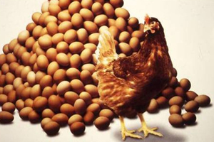 Studying risks for hens of laying eggs on the floor