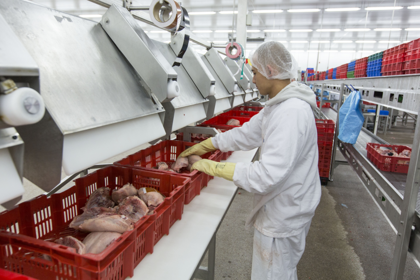 Ukraine exports more poultry to the EU