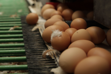 Ukrainian egg industry recovering