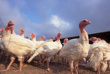 New Zealand opens to US turkey imports. Photo: ARS