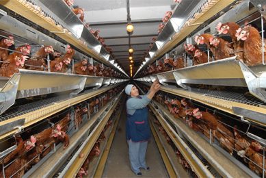 In-feed antibiotics still used in Russian poultry. Photo: Vladislav Vorotnikov