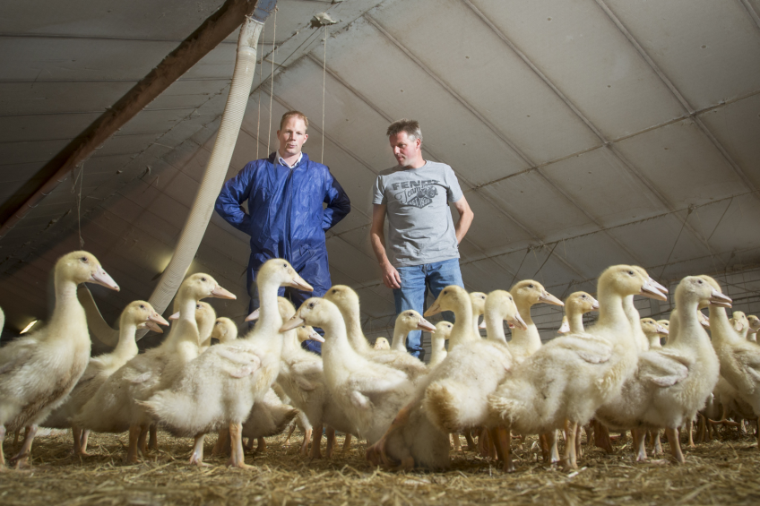 Duck farmer Erik Staal pays great attention to uniformity and quality, earning an extra pre-mium from integration manager Nijboer  (in blue). [Photo: Koos Groenwold]