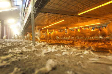 No detrimental effects on broilers from LED lighting