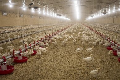 No antibiotics ever at Perdue Farms in the US  Photo: Perdue Foods