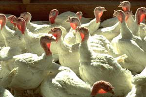 Protection against Mycoplasma gallisepticum for turkeys