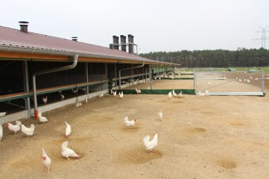 Even for building a poultry house for organic production all rules and regulations have to be followed, even with the hens outside, air filtration has to be installed for the house itself. Photo: Dick van Doorn