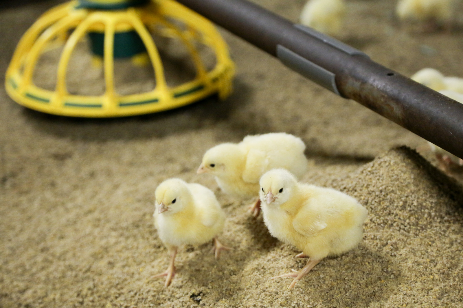 Understanding protein requirements - Poultry World