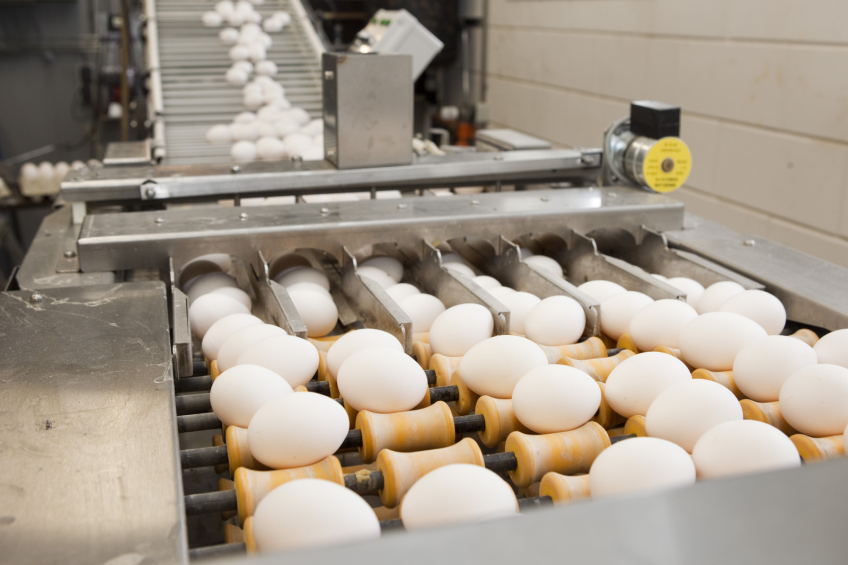 Ukraine eyes increased egg production in 2015