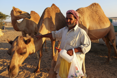 The United Arab Emirates in the MENA region is known for its camel farming, but the number of large poultry farms is increasing. Yet the region's ability to produce the feed ingredients to meet the demand is limited by its geography and climate.