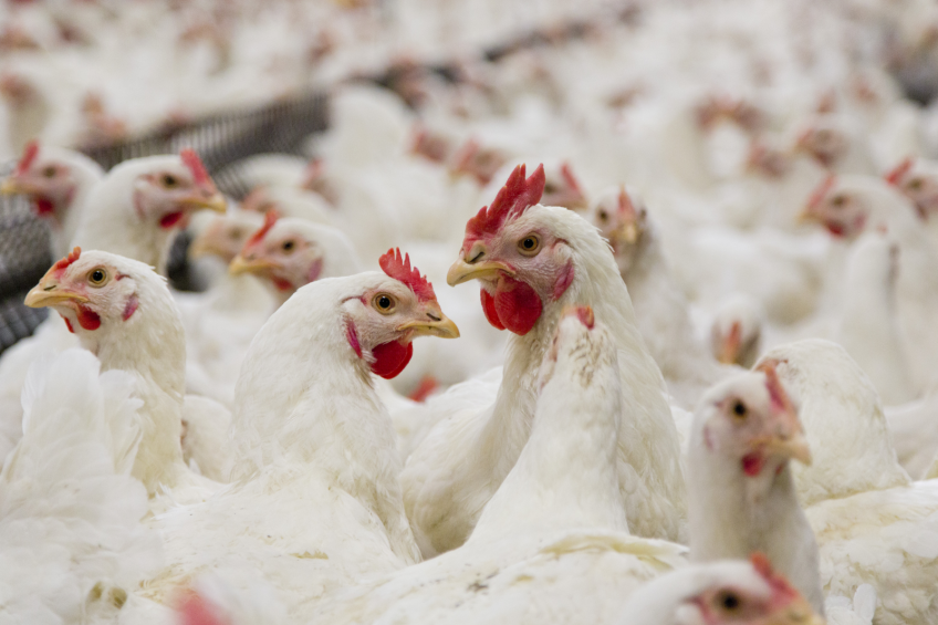 More efficiency in poultry sector needed   Prof Fresco