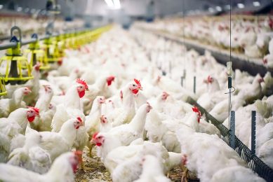 By including zinc from Availa-Zn in the poultry diet, producers can help to mitigate the effect of intestinal inflammation and oxidative stress in broiler chickens. Photo: Shutterstock