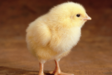 Poultry production without antibiotics
